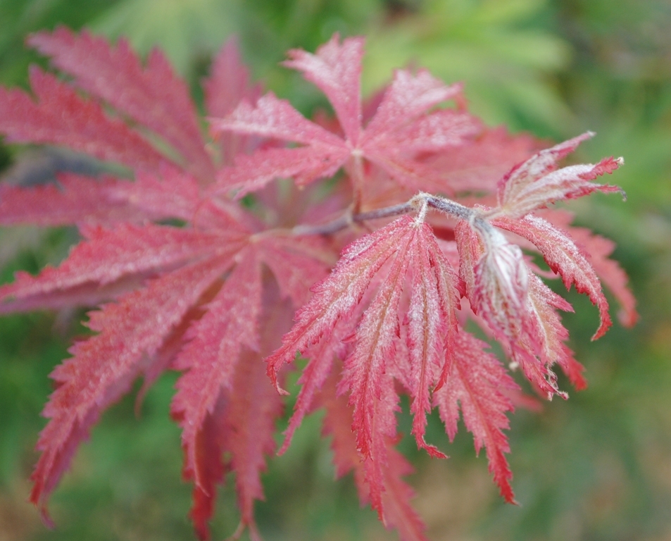 Acer palmatum 'Ariadne'