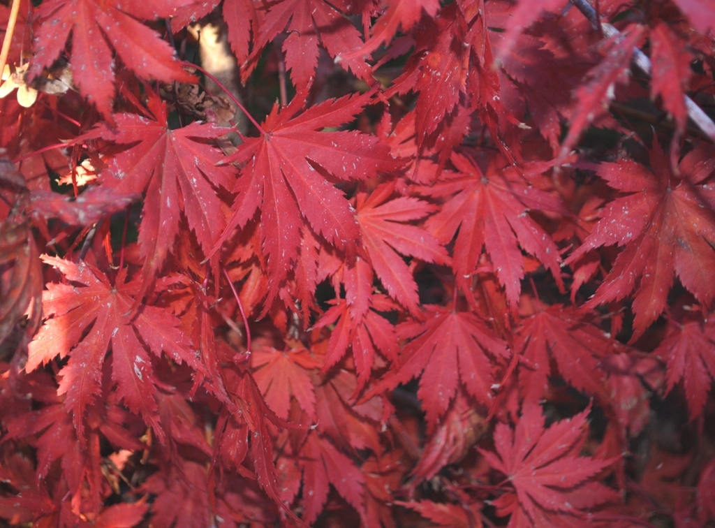 Acer palmatum 'Ariadne'