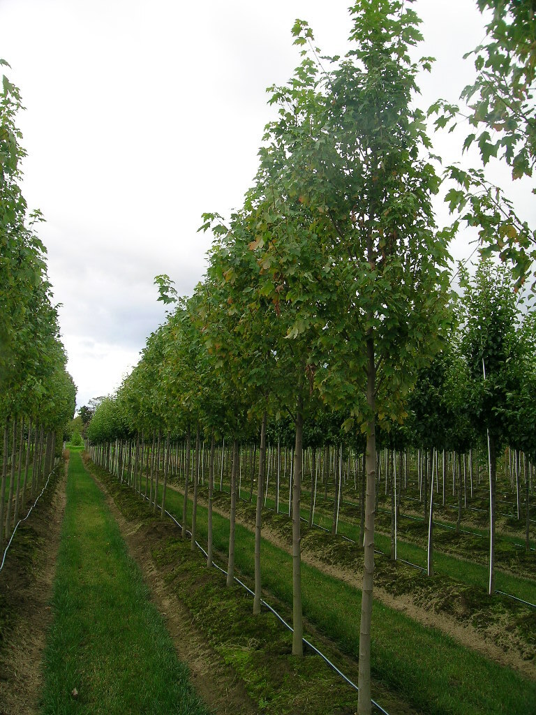 Acer x freemanii 'Armstrong'
