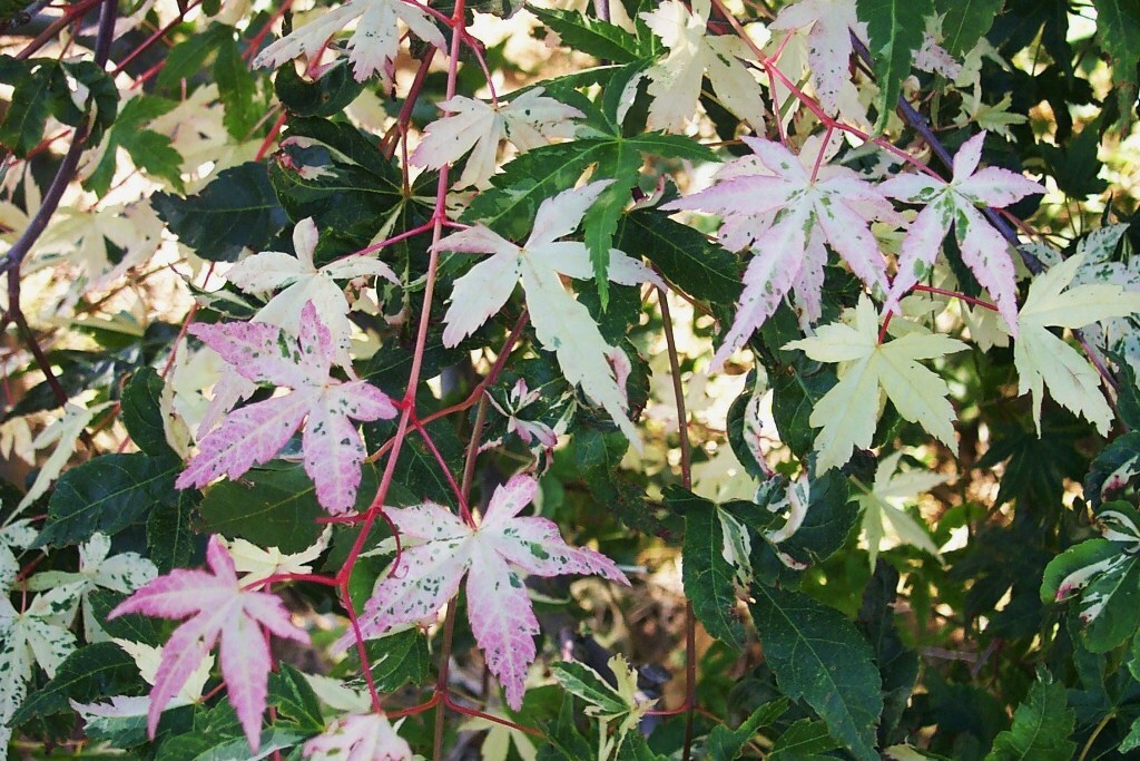 Acer palmatum 'Asahi zuru'