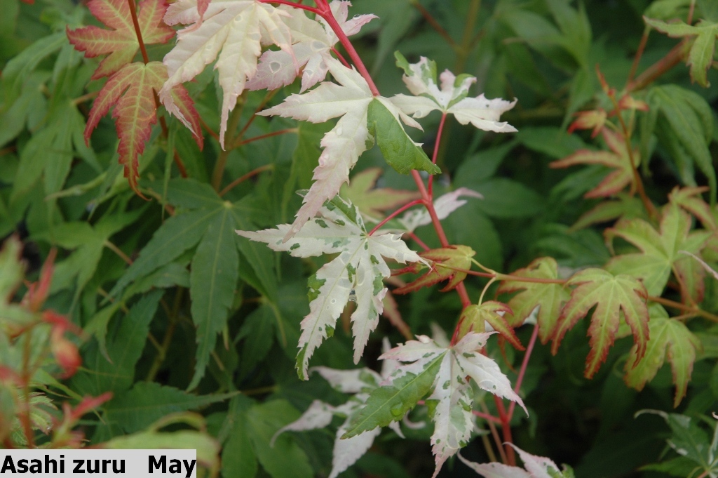 Acer palmatum 'Asahi zuru'