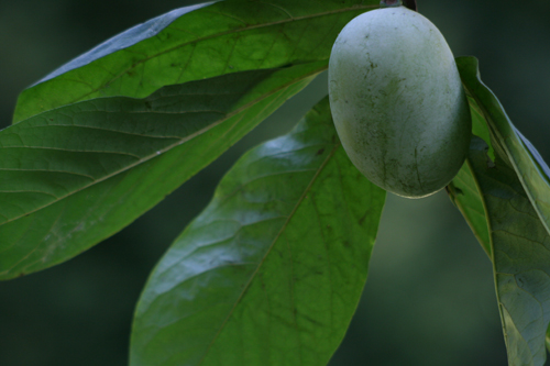 Asimina triloba