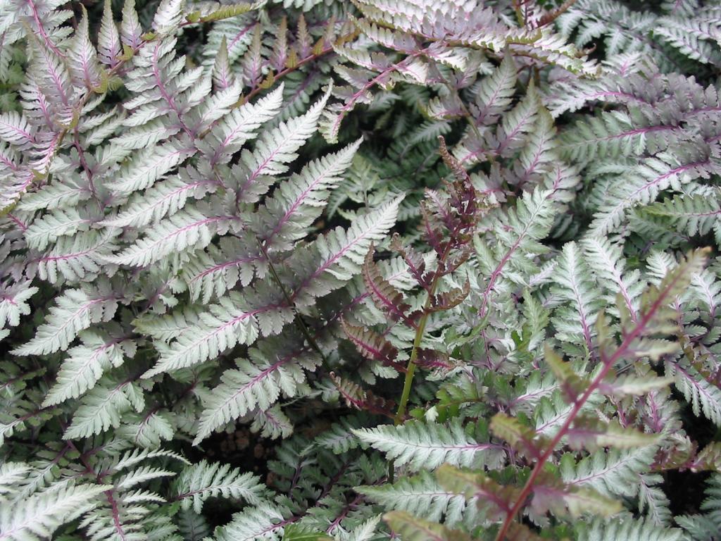 Athyyrium ursulas 'Red'