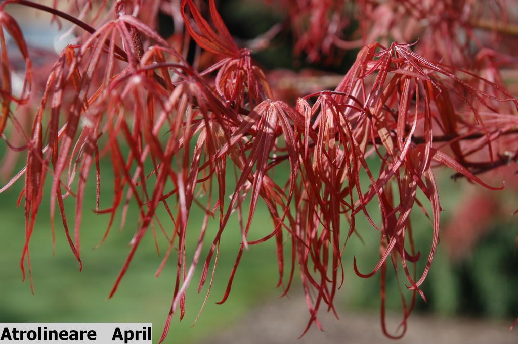 Acer palmatum 'Atrolineare'