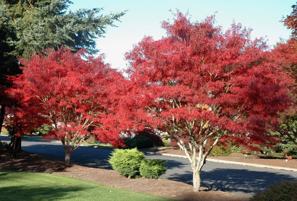 Acer palmatum 'Atrolineare'