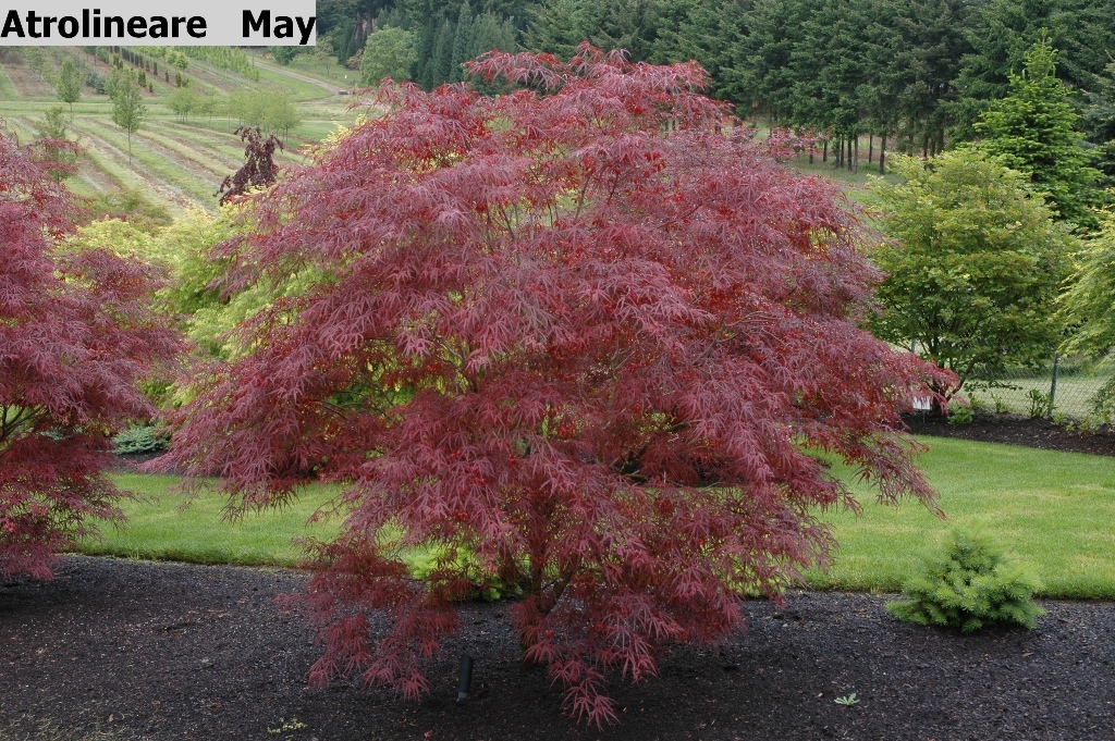 Acer palmatum 'Atrolineare'