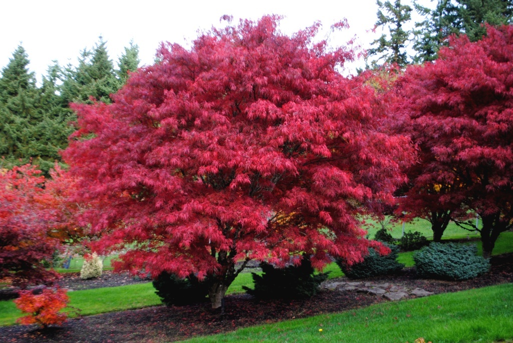 Acer palmatum 'Atrolineare'