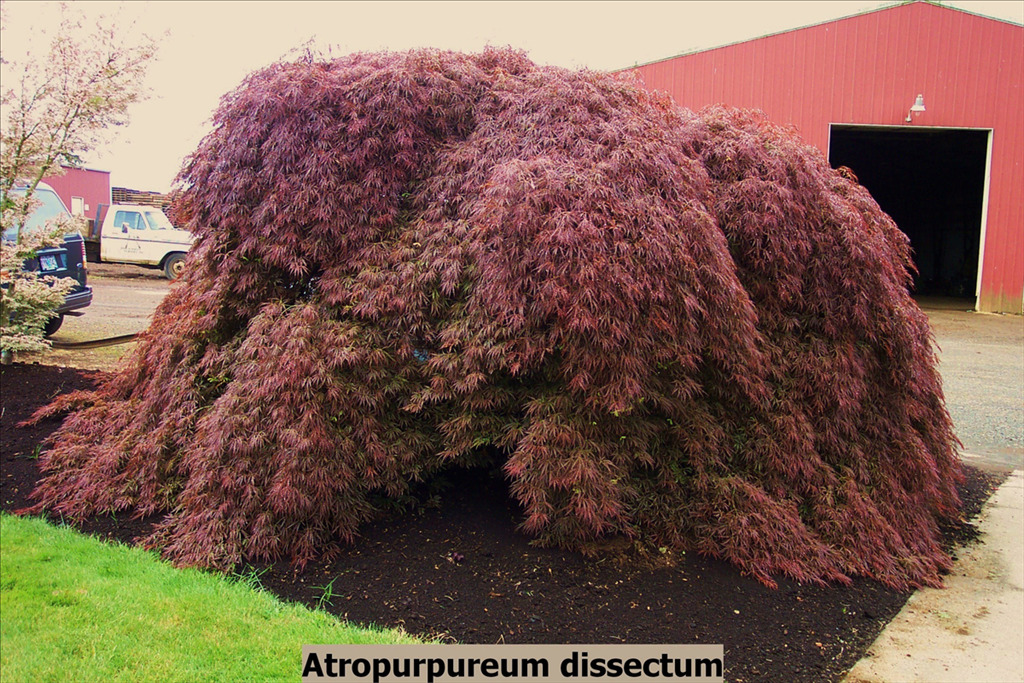 Acer palmatum var. dissectum 'Atropurpureum'