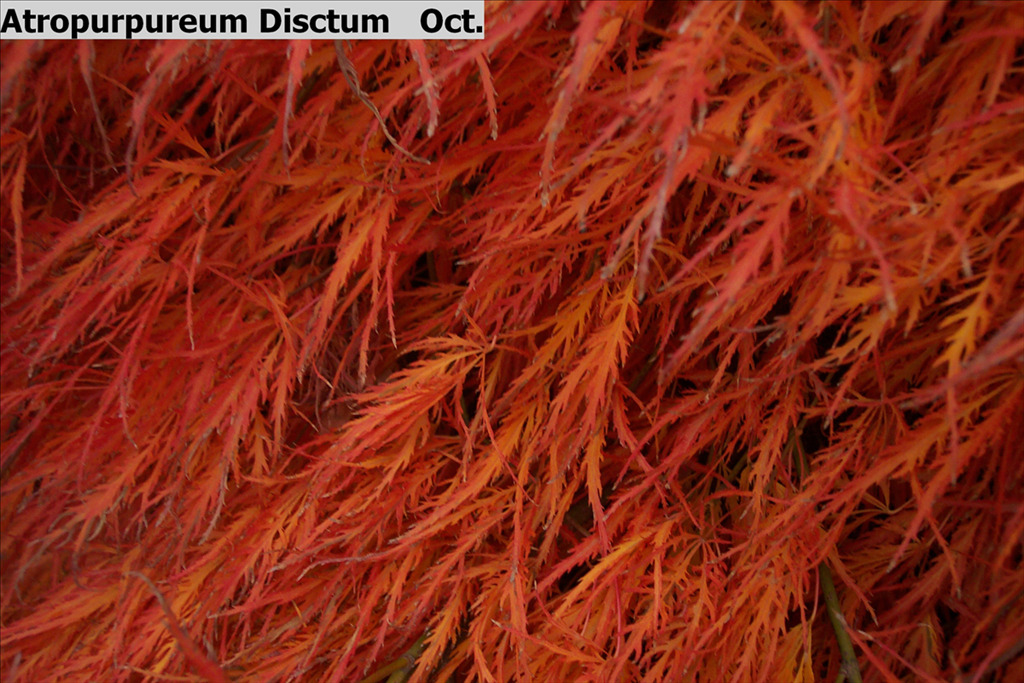 Acer palmatum var. dissectum 'Atropurpureum'
