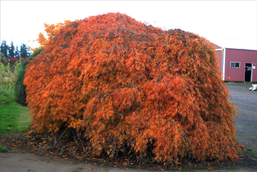 Acer palmatum var. dissectum 'Atropurpureum'