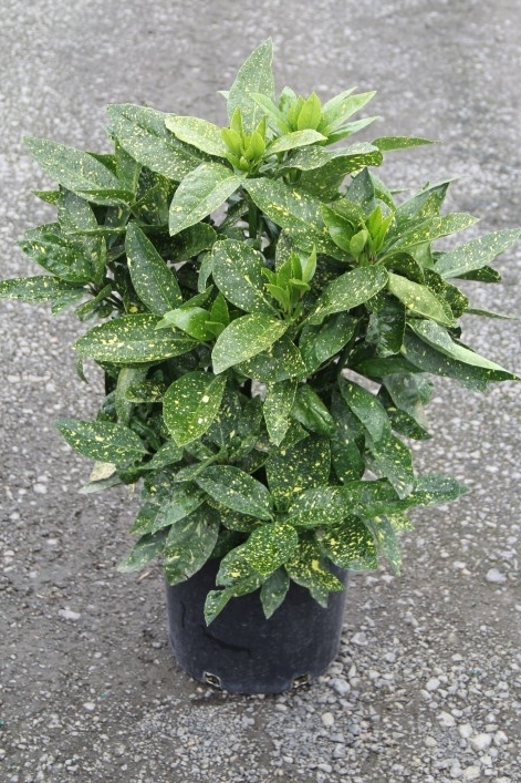 Aucuba japonica 'Variegata'
