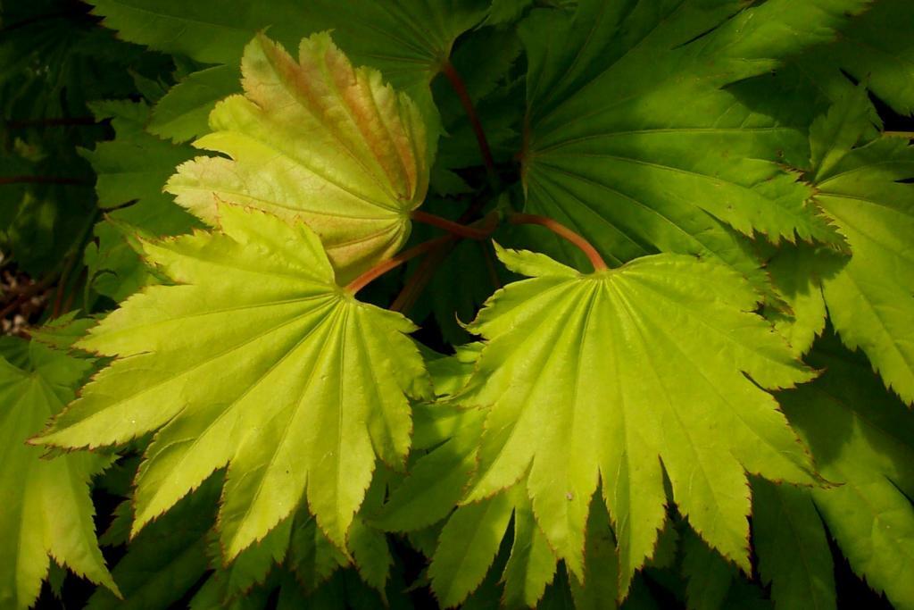 Acer shirasawanum 'Aureum'