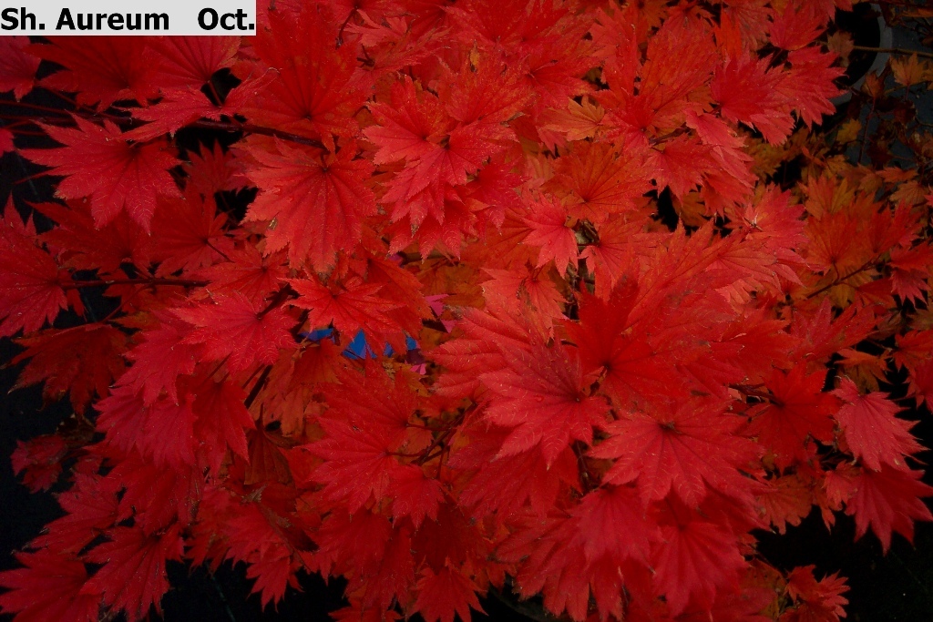 Acer shirasawanum 'Aureum'