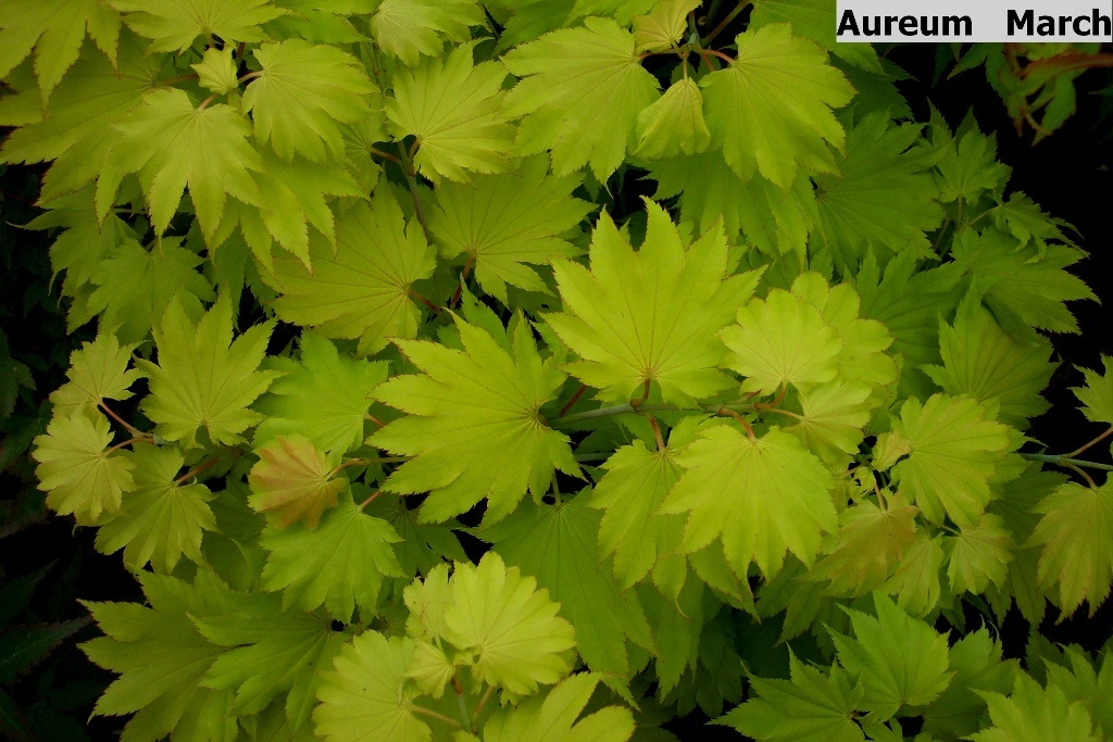 Acer shirasawanum 'Aureum'