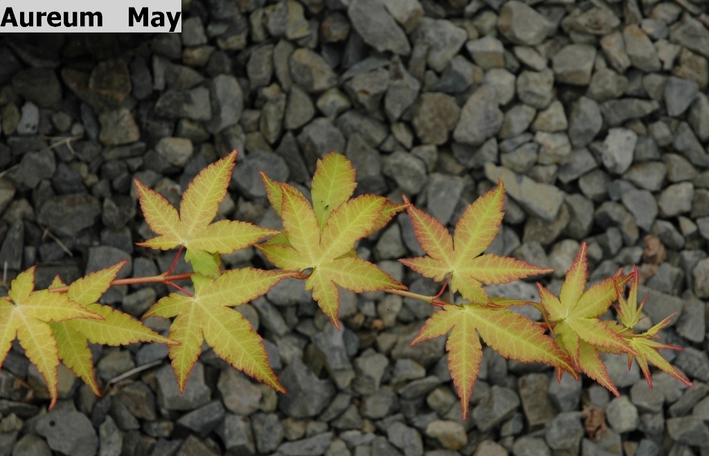 Acer palmatum 'Aureum'