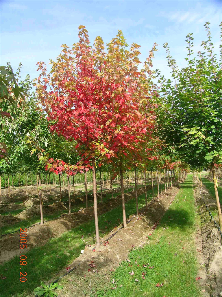 Acer x freemanii 'Jeffersred'