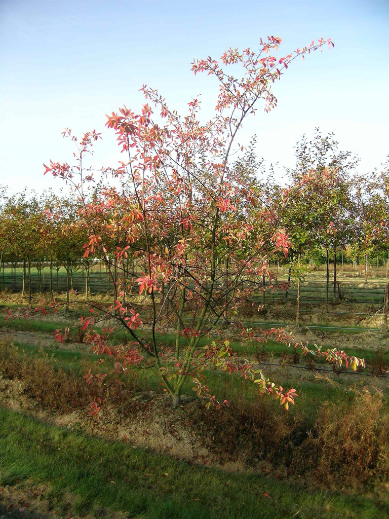 Amelanchier x grandiflora 'Autumn Brilliance'