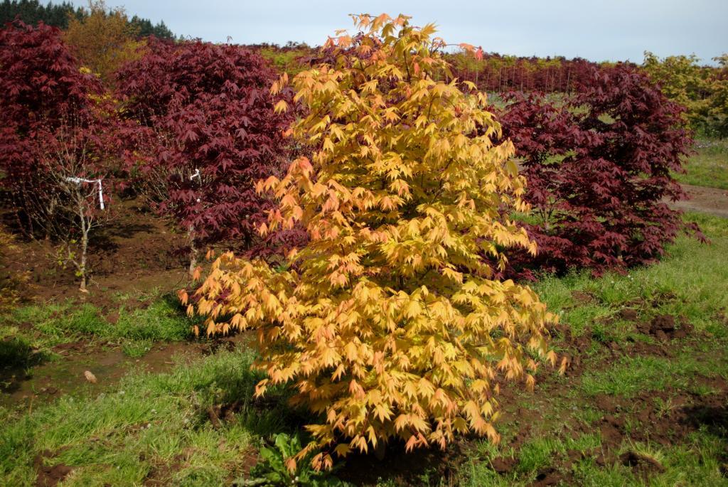 Acer shirasawanum 'Autumn Moon'