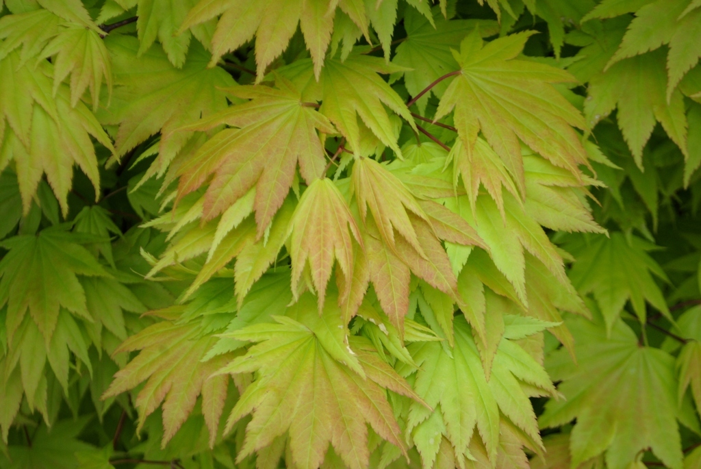 Acer shirasawanum 'Autumn Moon'