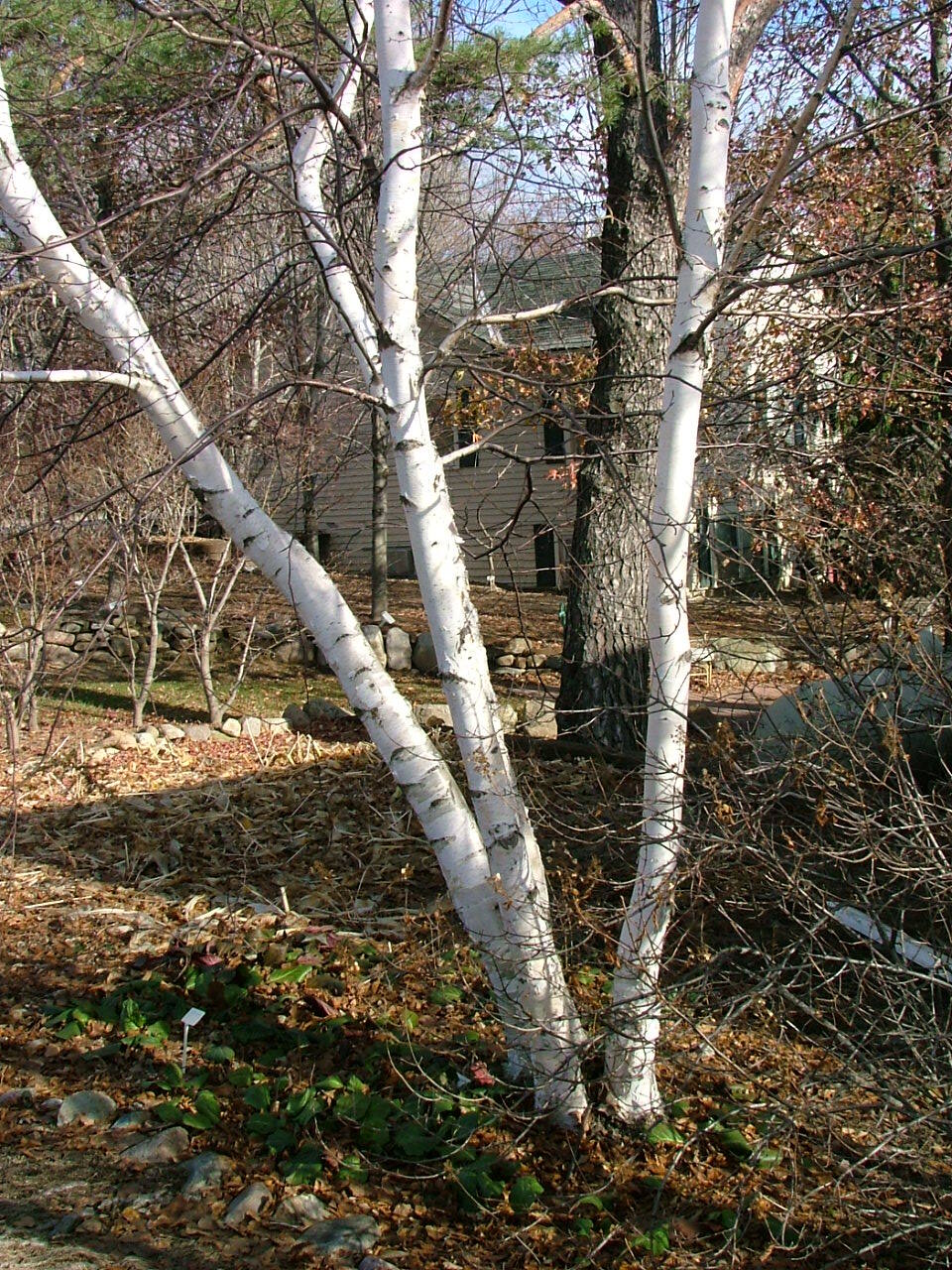 Betula x 'Avalzam'