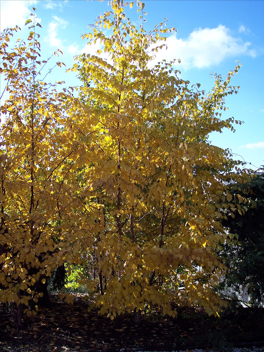 Betula x 'Avalzam'