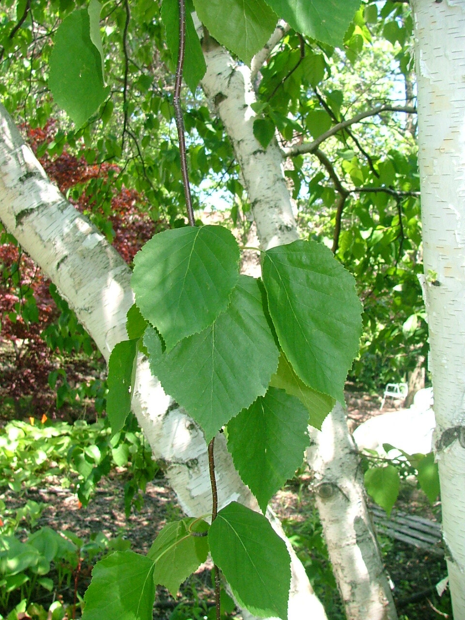 Betula x 'Avalzam'