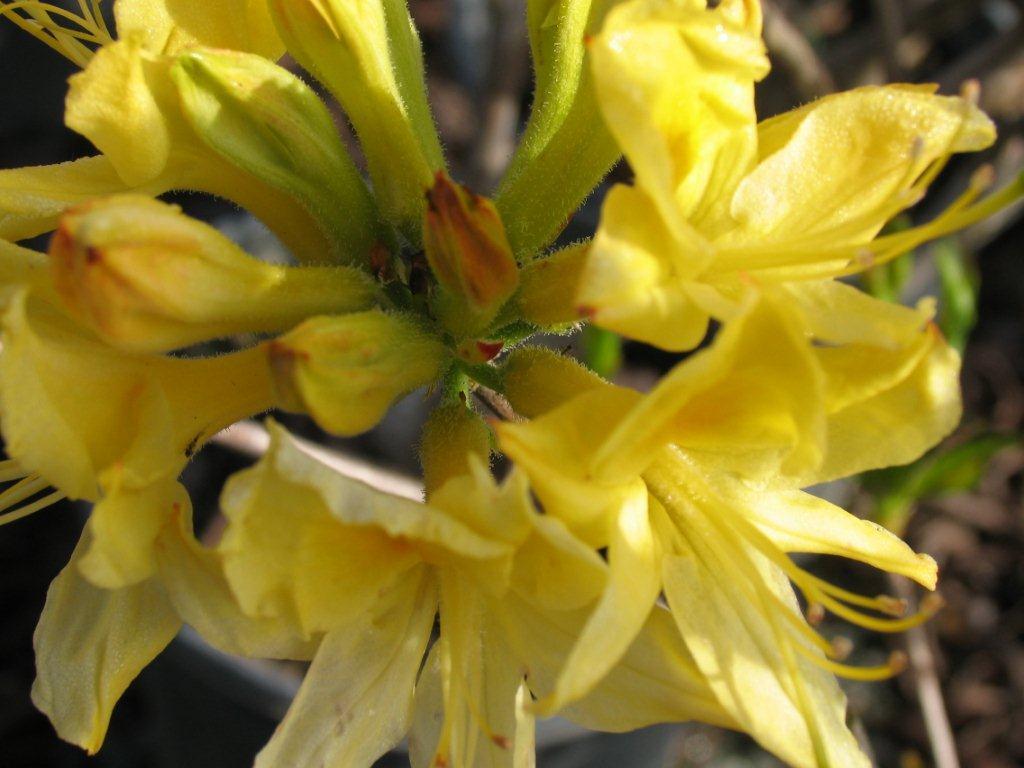 Rhododendron 'Lemon Lights'