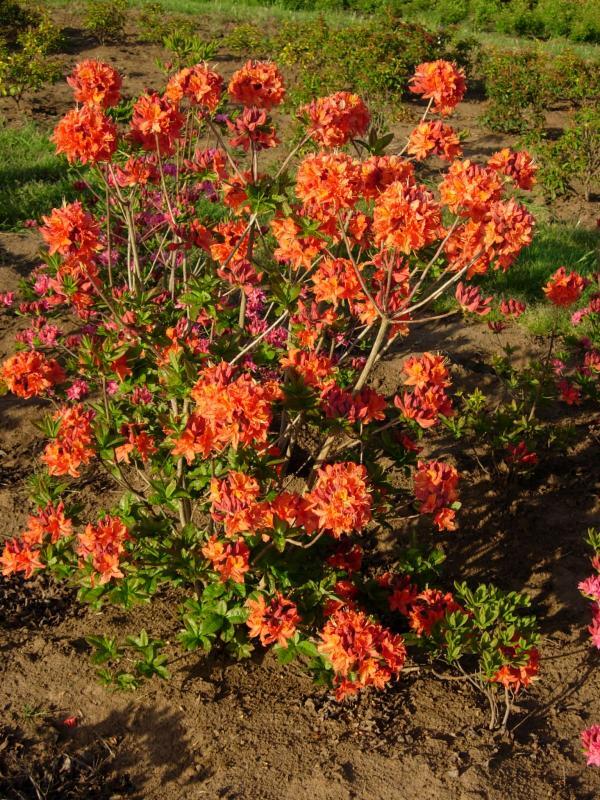 Rhododendron 'Mandarin Lights'
