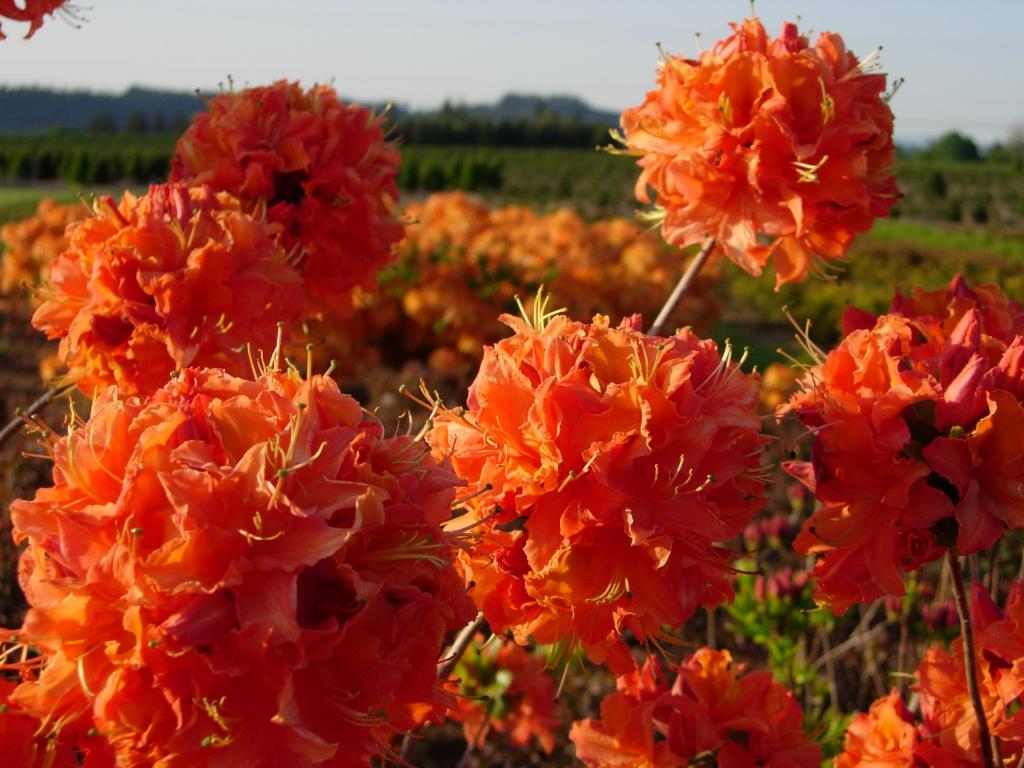 Rhododendron 'Mandarin Lights'