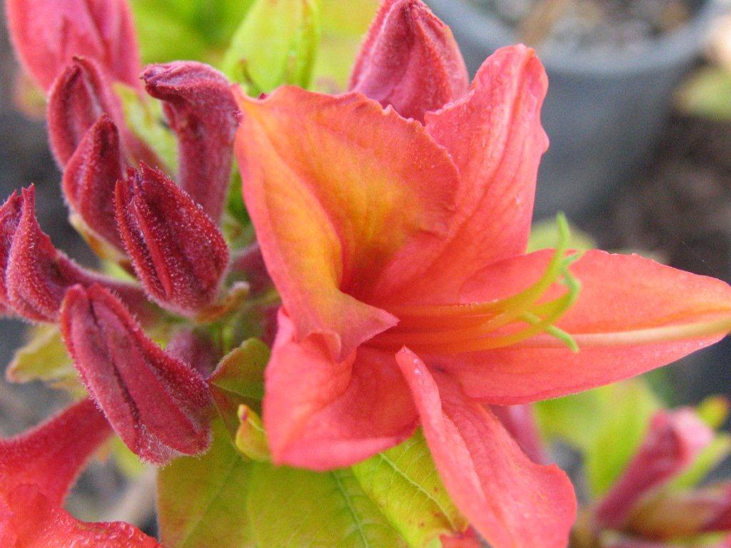 Rhododendron 'Mandarin Lights'