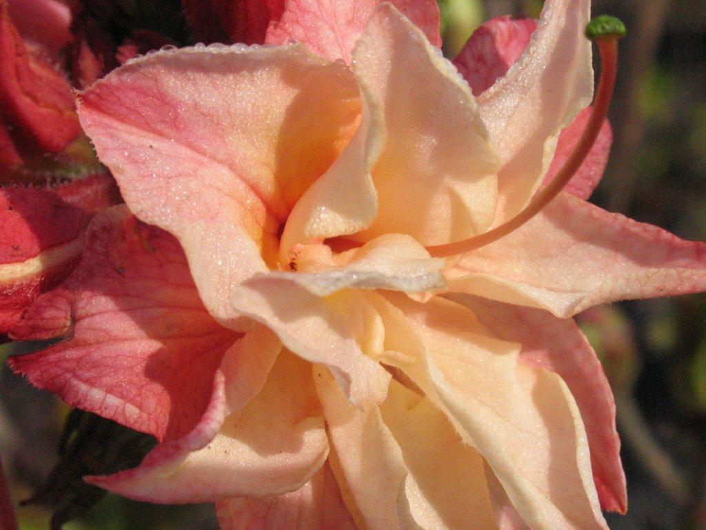 Rhododendron Northern Lights Hybrid Azalea