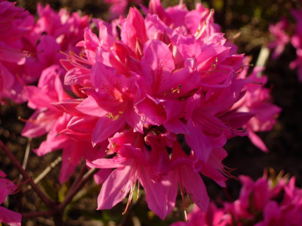 Rhododendron 'Rosey Lights'