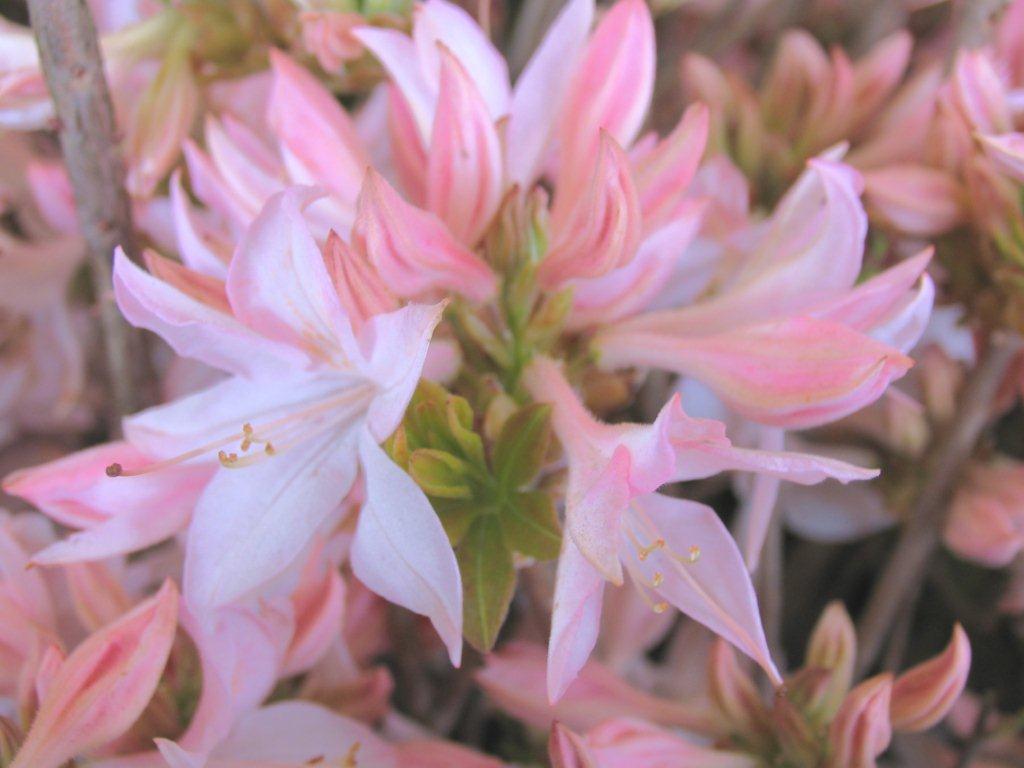Rhododendron 'White Lights'