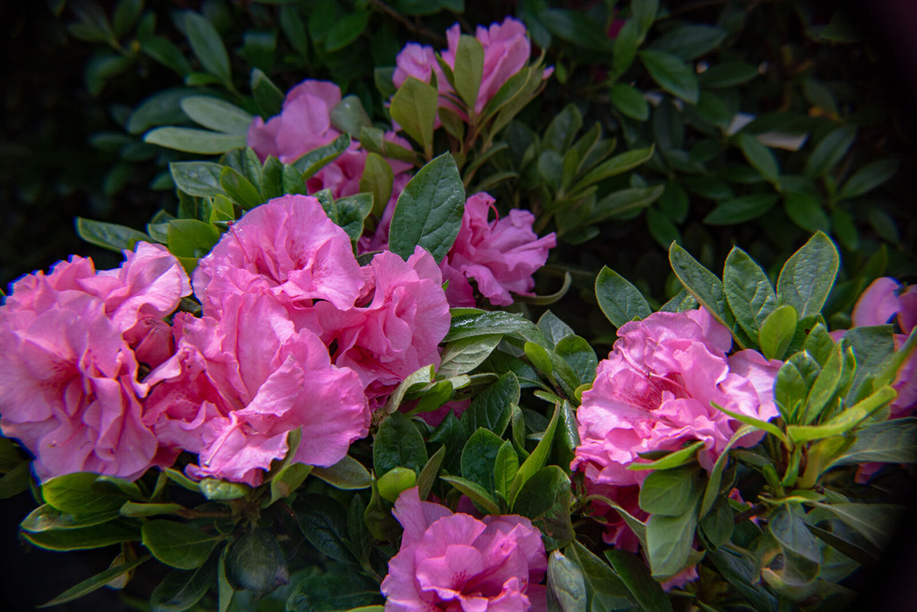 Ever After™ Pink Reblooming Azalea