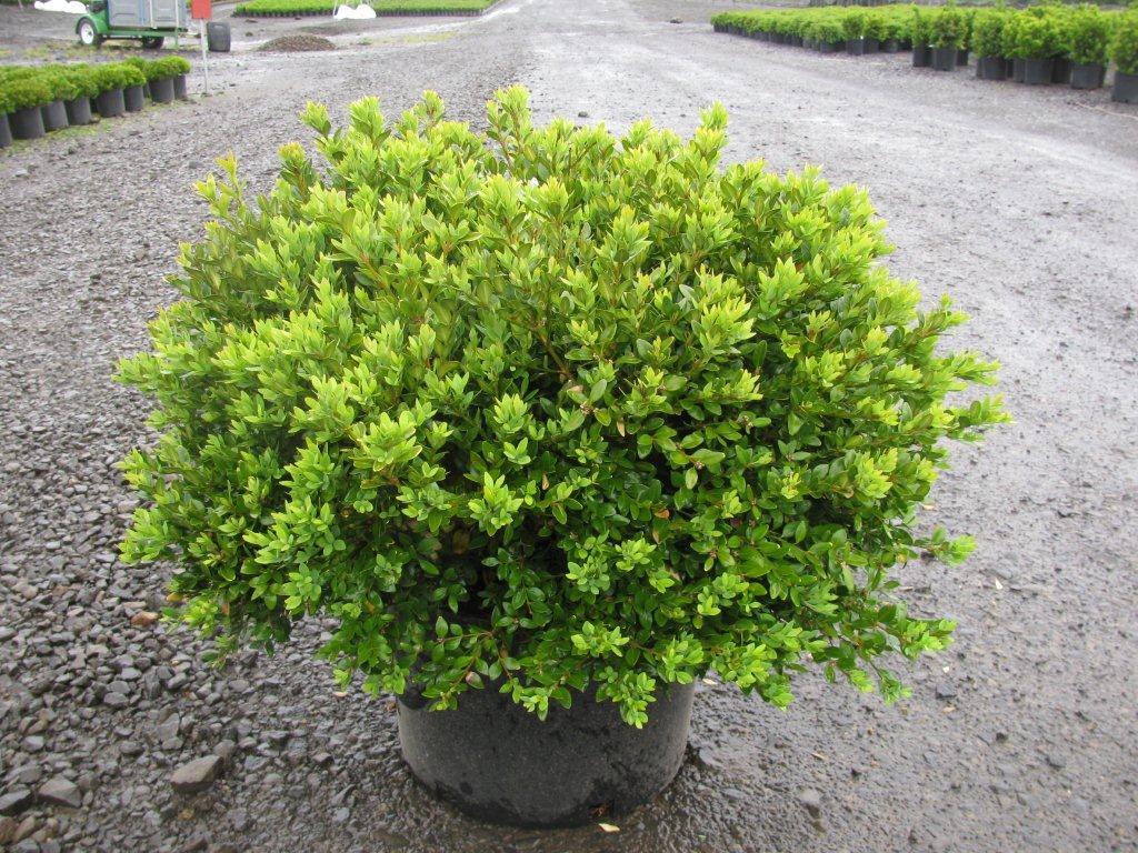Buxus x 'Green Velvet'