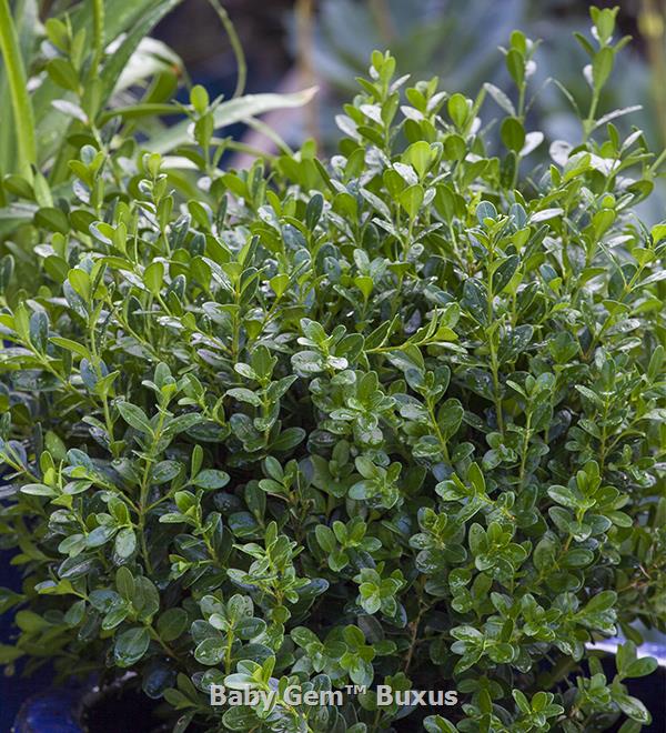 Baby Gem™ Boxwood | Sunset Western Garden Collection