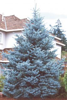 Picea pungens 'Bacheri'