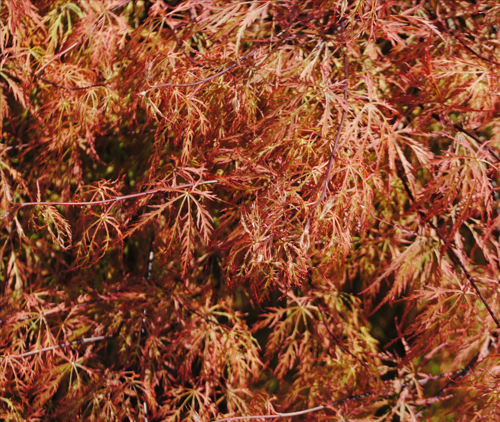 Acer palmatum var. dissectum 'Baldsmith'