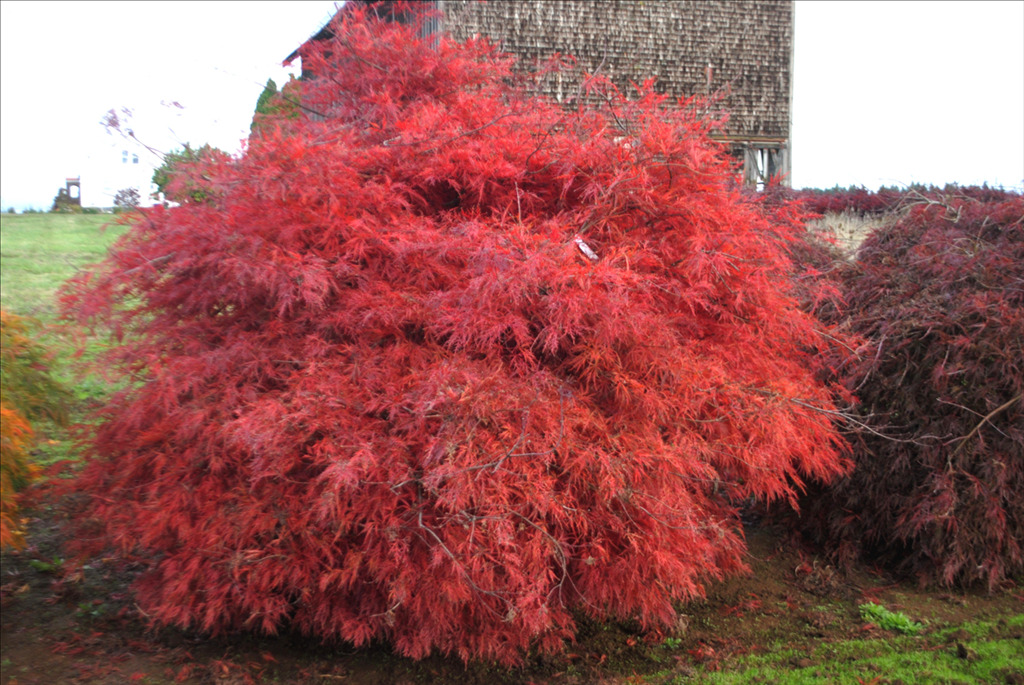 Acer palmatum var. dissectum 'Baldsmith'