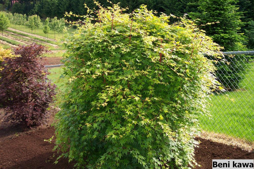 Acer palmatum 'Beni kawa'