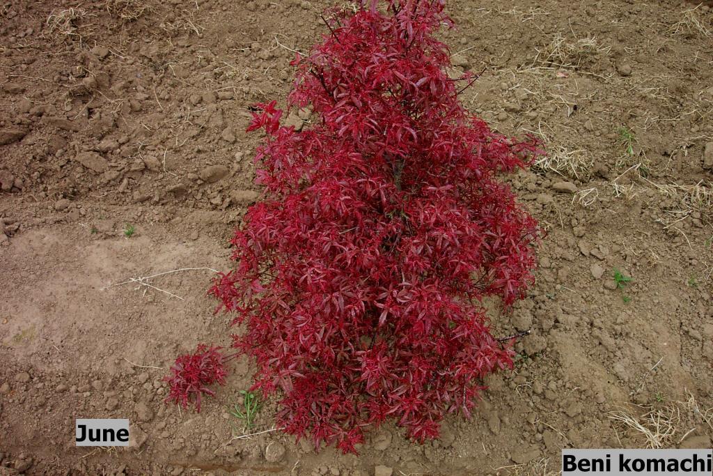Acer palmatum 'Beni-komachi'