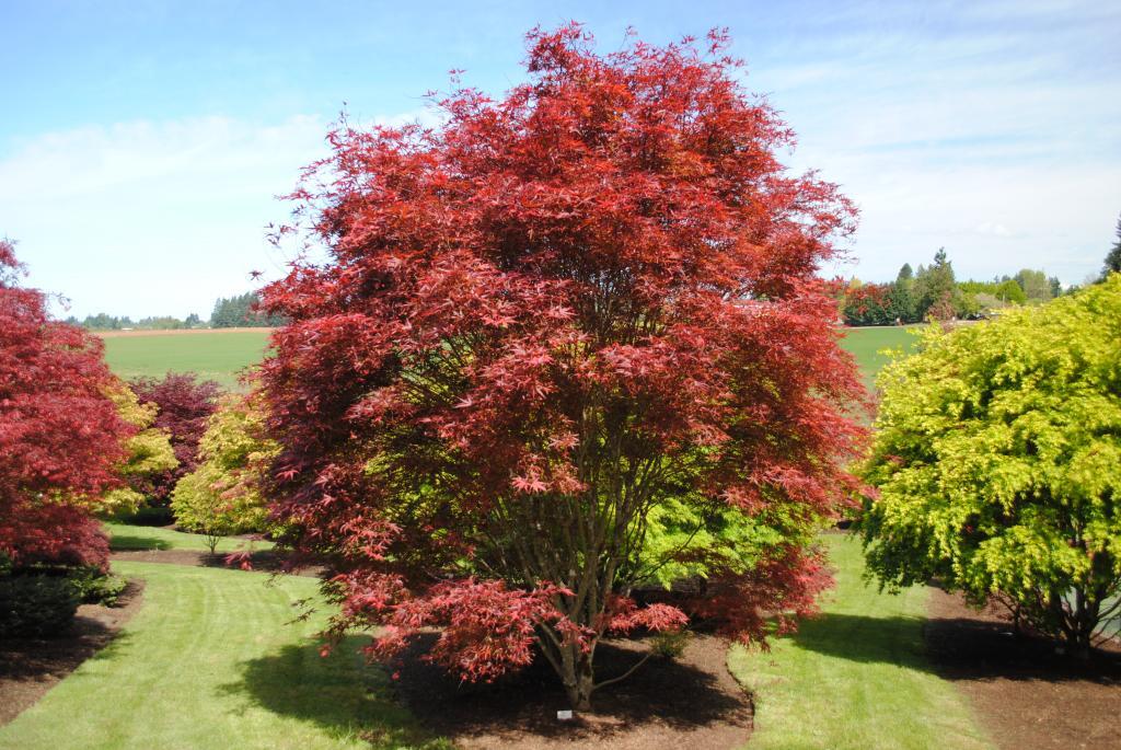 Acer palmatum 'Beni Otake'