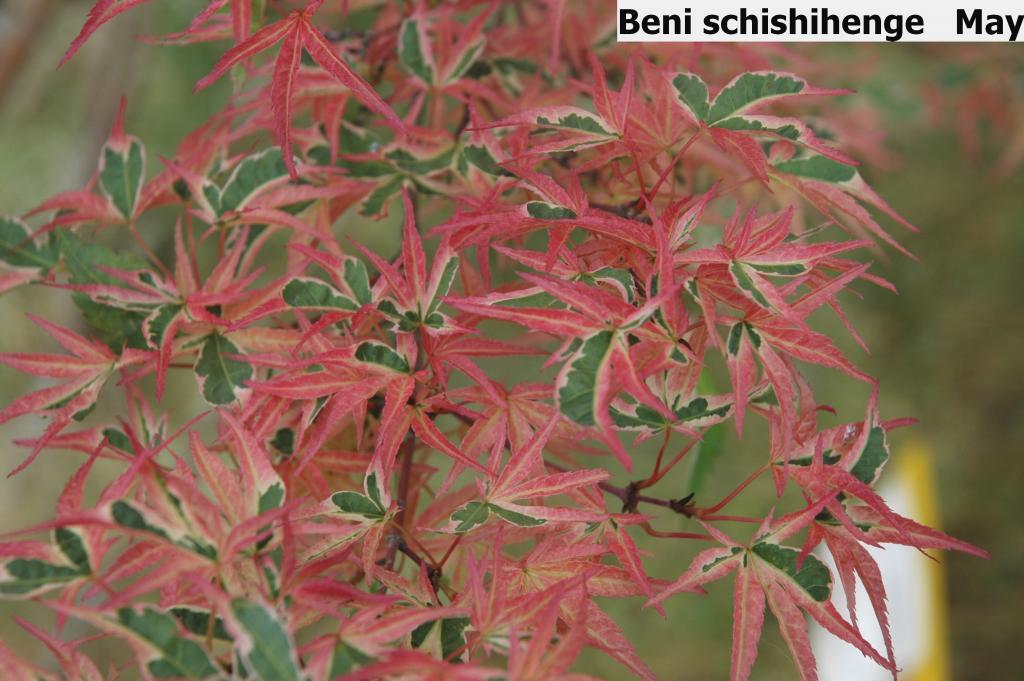 Acer palmatum 'Beni Schichihenge'