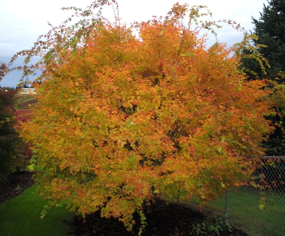 Acer palmatum 'Beni kawa'