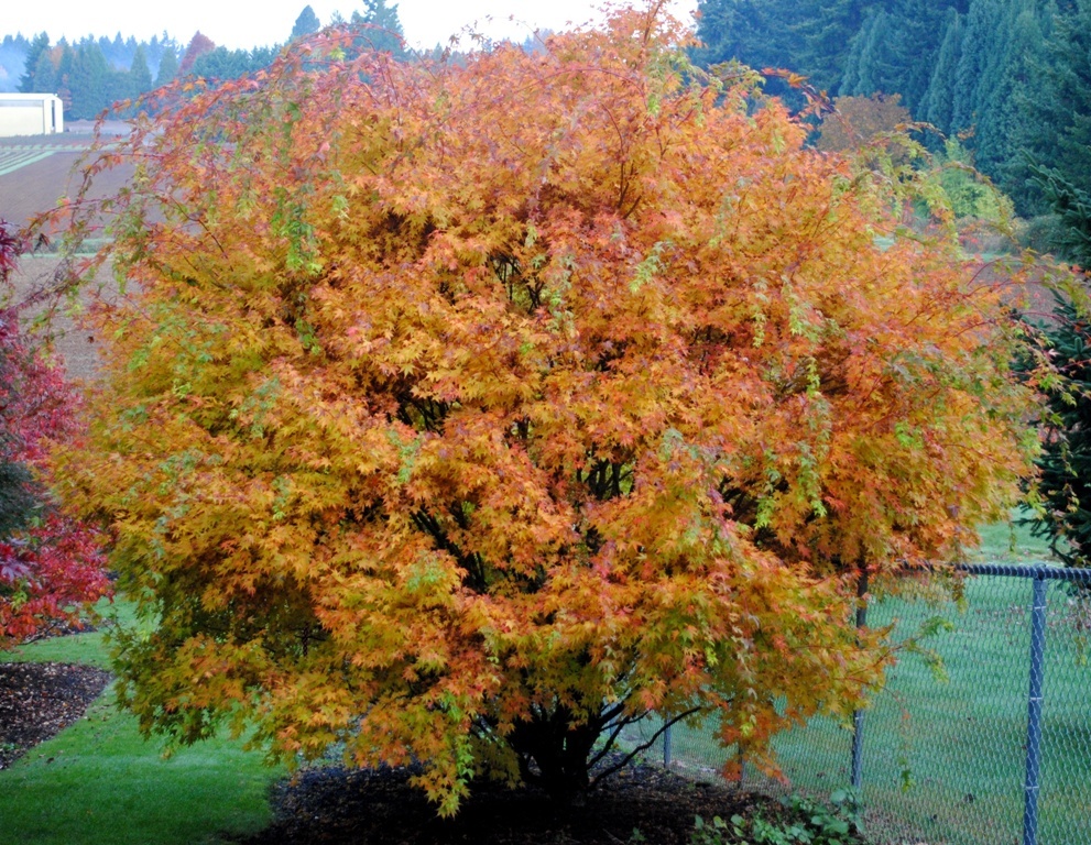 Acer palmatum 'Beni kawa'