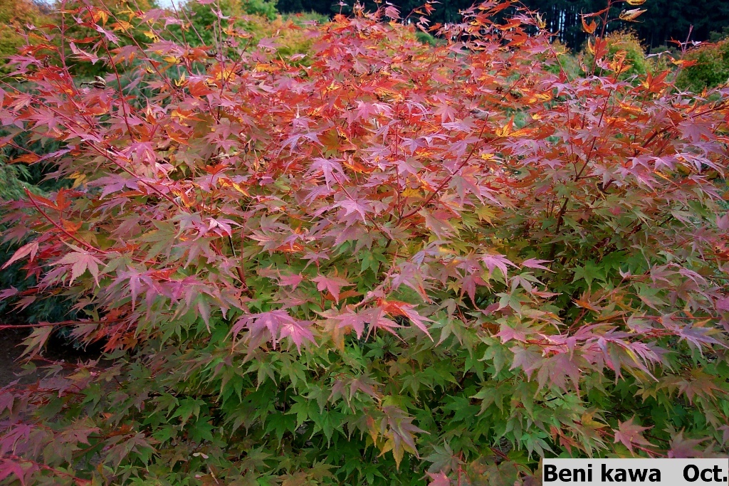 Acer palmatum 'Beni kawa'