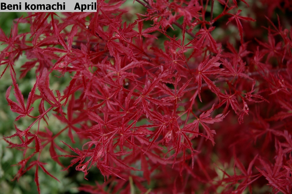 Acer palmatum 'Beni-komachi'