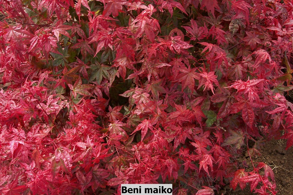 Acer palmatum 'Beni maiko'