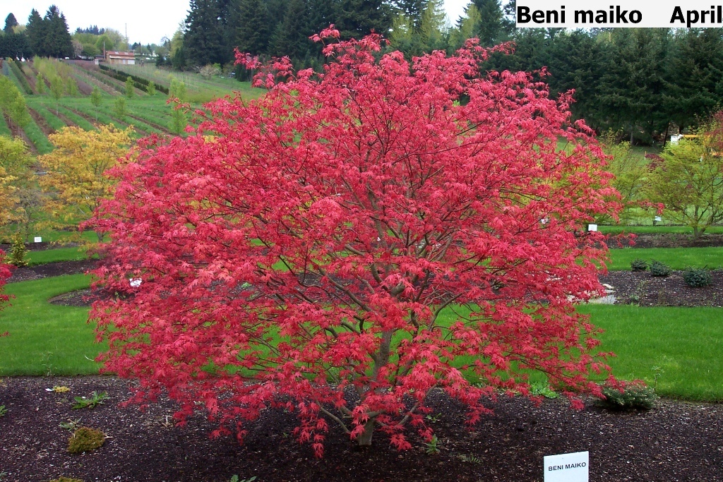 Acer palmatum 'Beni maiko'