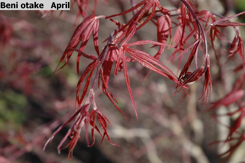 Acer palmatum 'Beni Otake'
